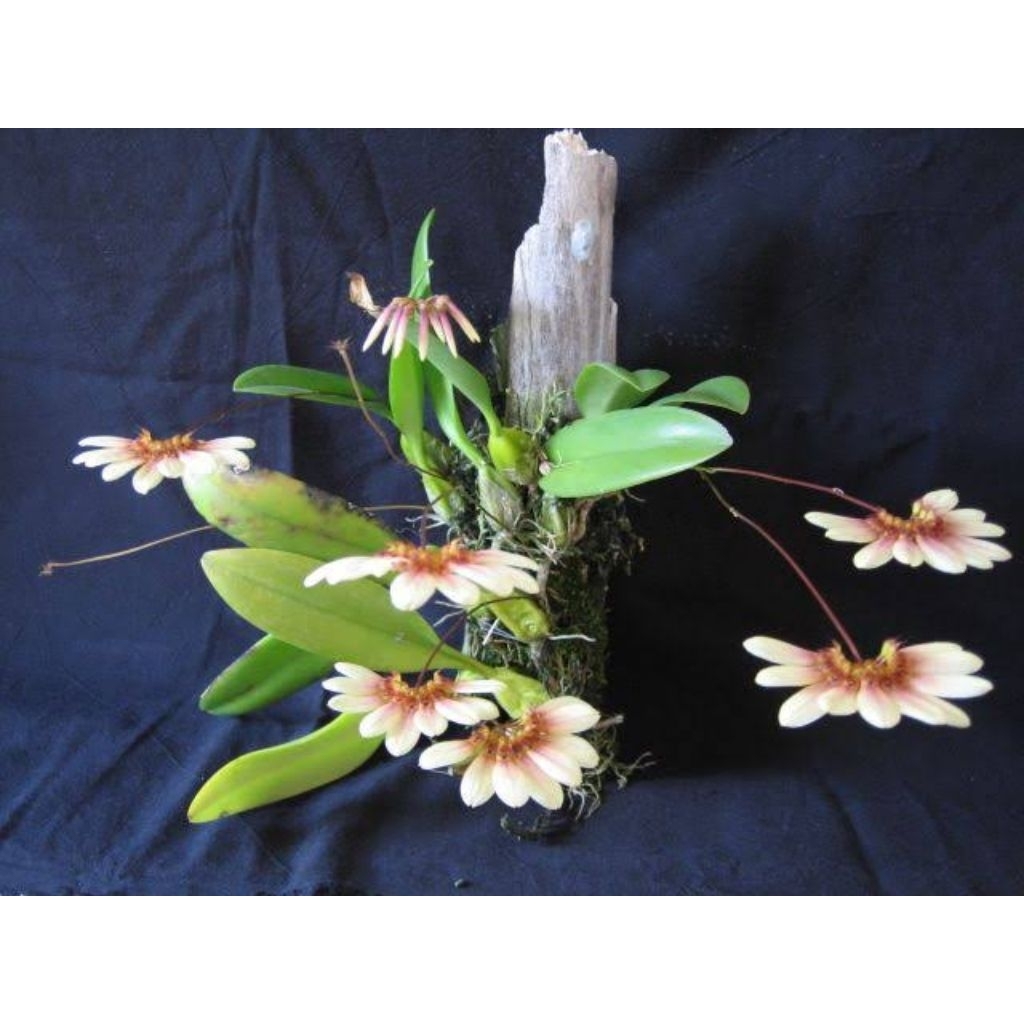 Anggrek Bulbophyllum lepidum / anggrek kipas lepidum