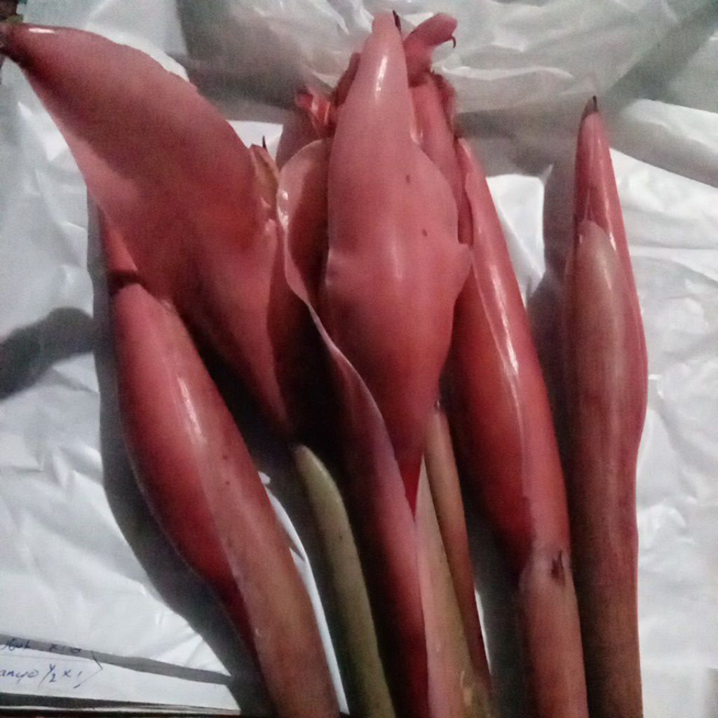 

Bunga kuncup kecombrang merah segar organik