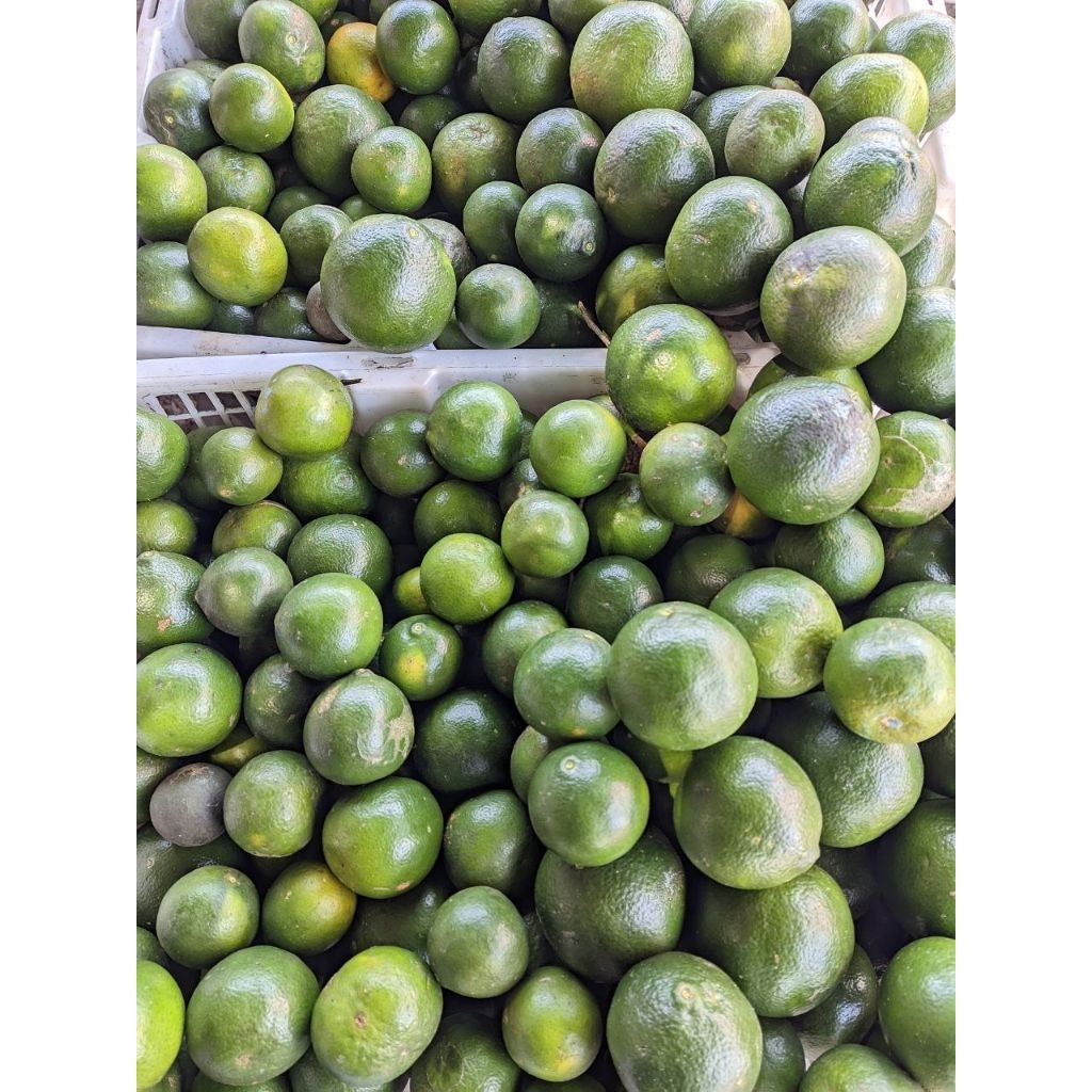 Jeruk Peras Keprok Malang 1kg cocok untuk minum