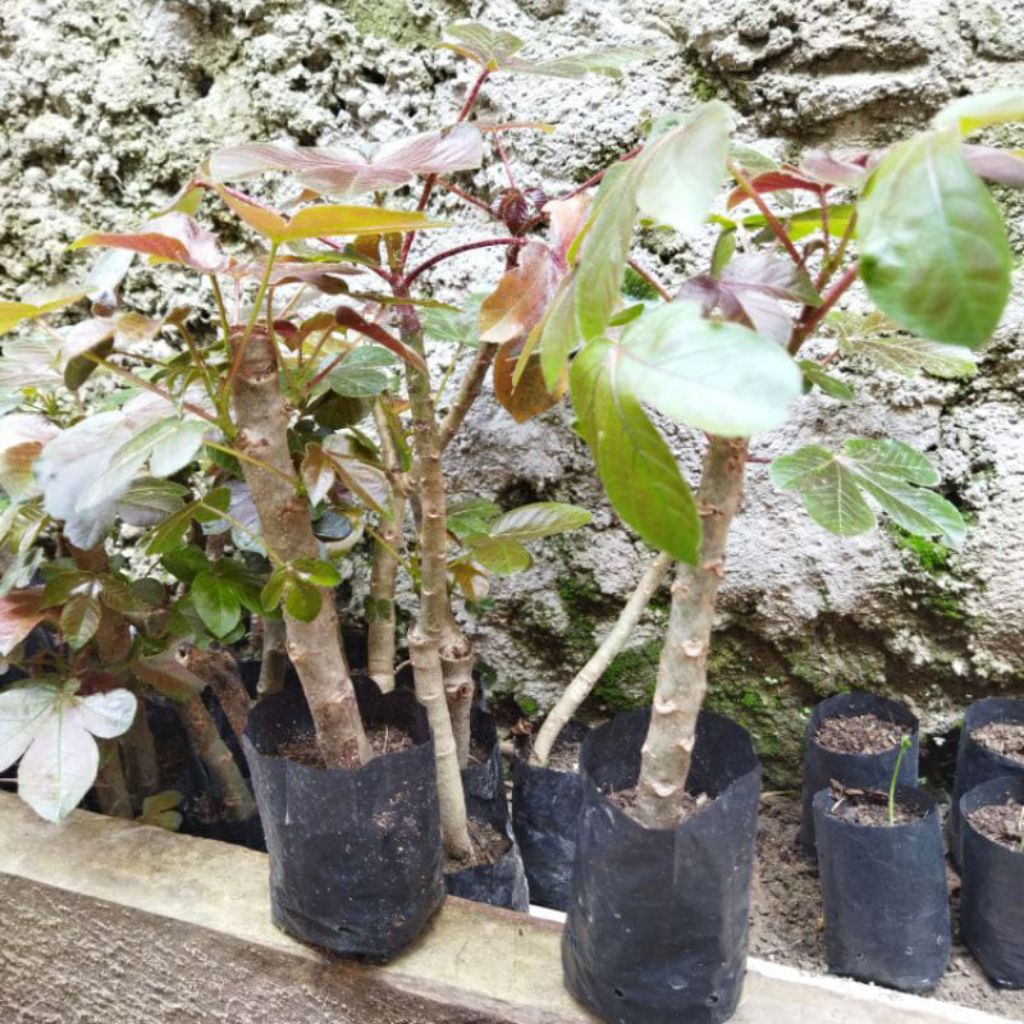 BIBIT JARAK HITAM WULUNG