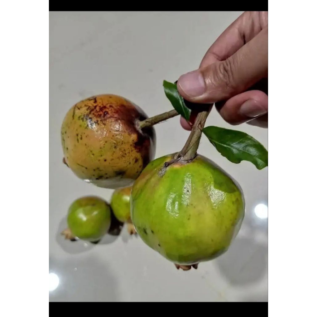 

delima muria