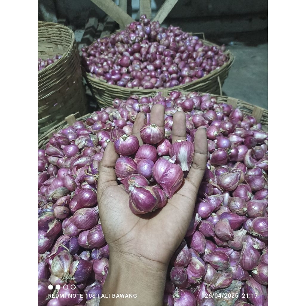 

Bawang Merah Probolinggo besar