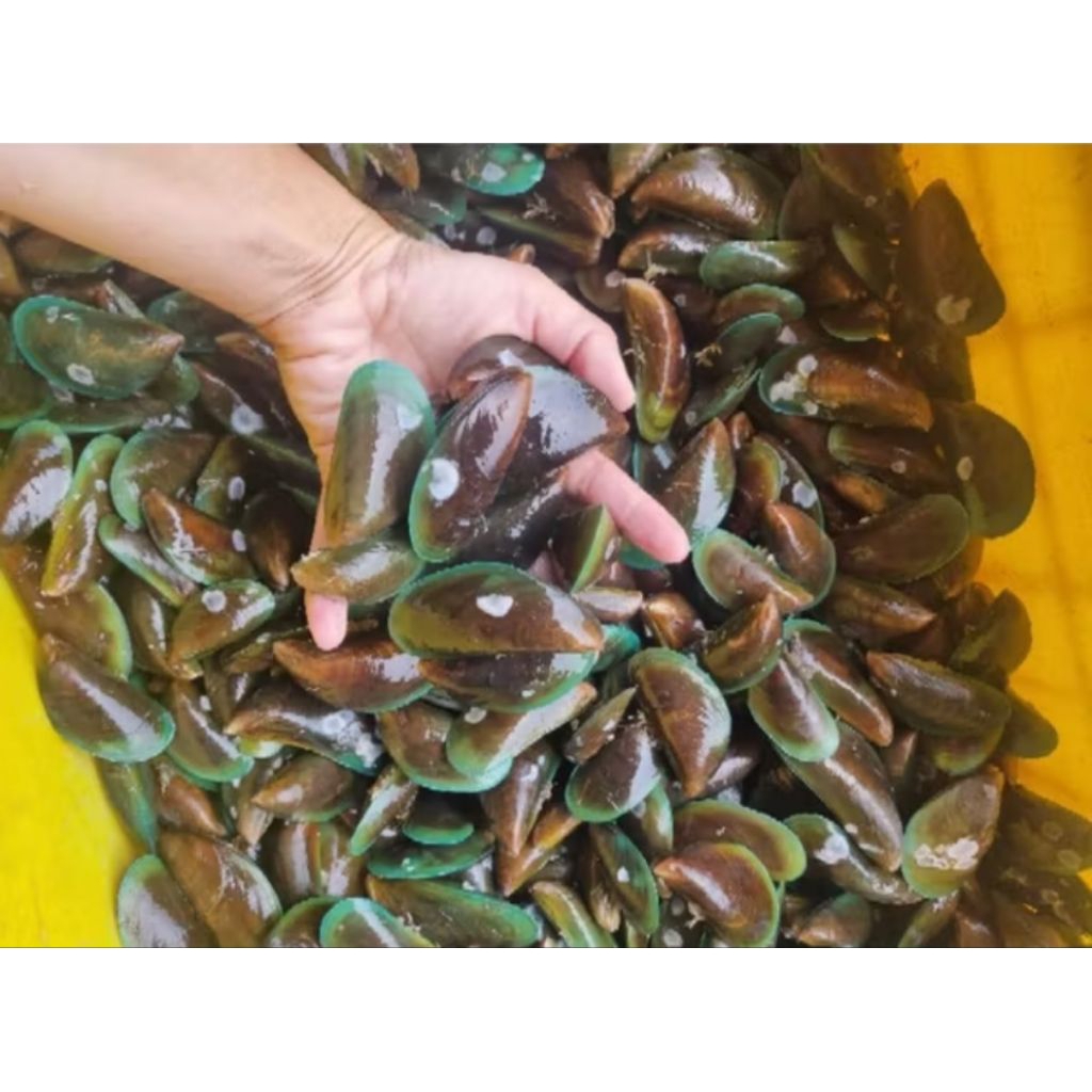 

Kerang ijo
