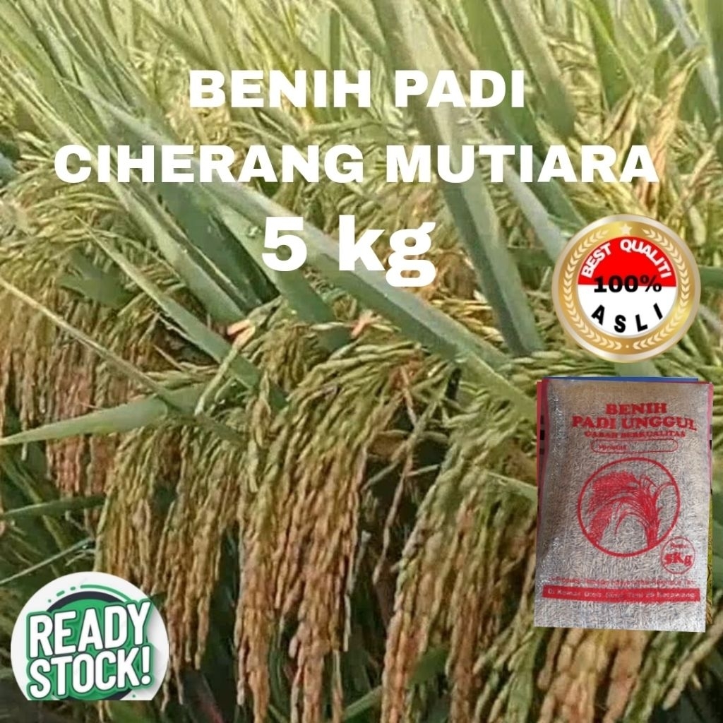BENIH PADI CIHERANG MUTIARA UNGGUL BERKUALITAS 5 Kg