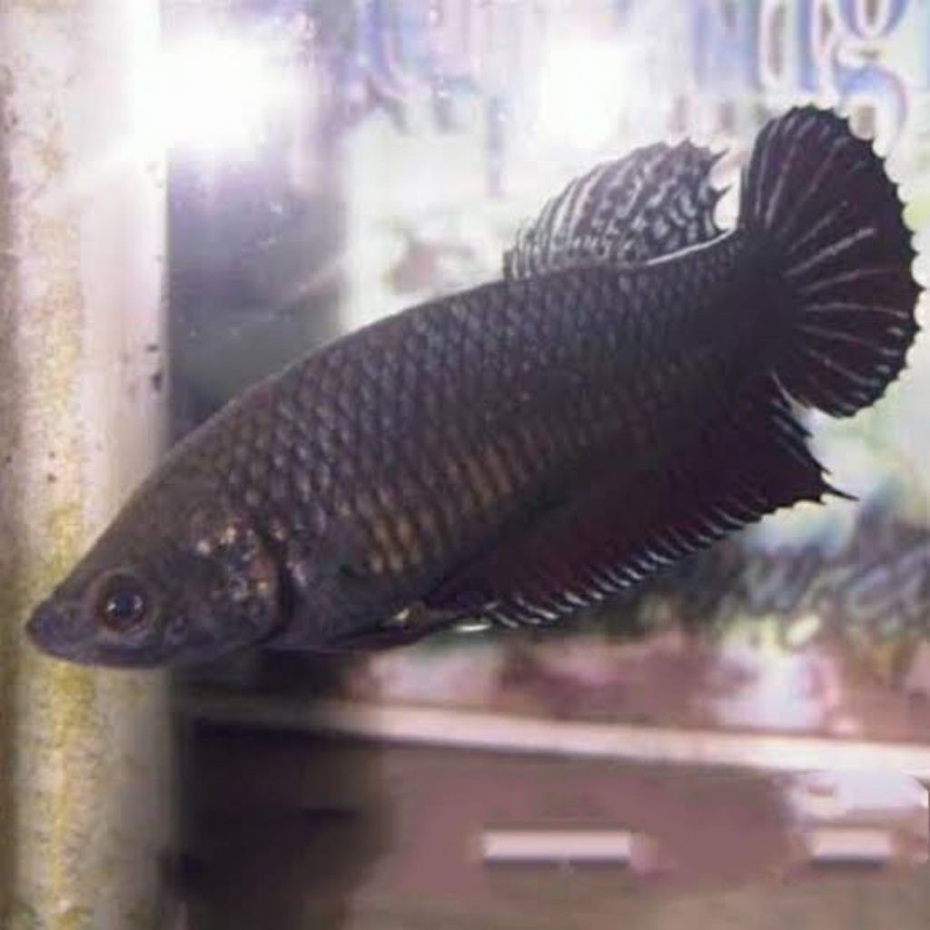 Ikan Cupang Aduan Fighter Betina Import Singapure Induk Top Champion