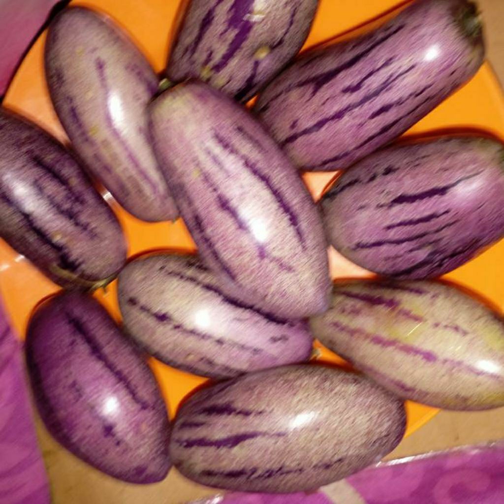

Buah Pepino Papino petik segar kg