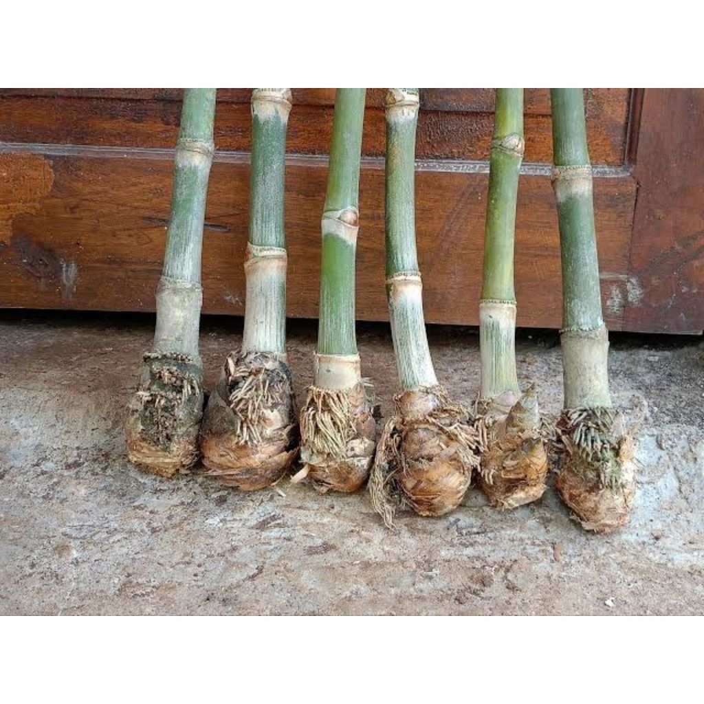 5 bibit bonggol bambu petung jumbo berakar,bambu petung/bibit rebung bambu petung jumbo