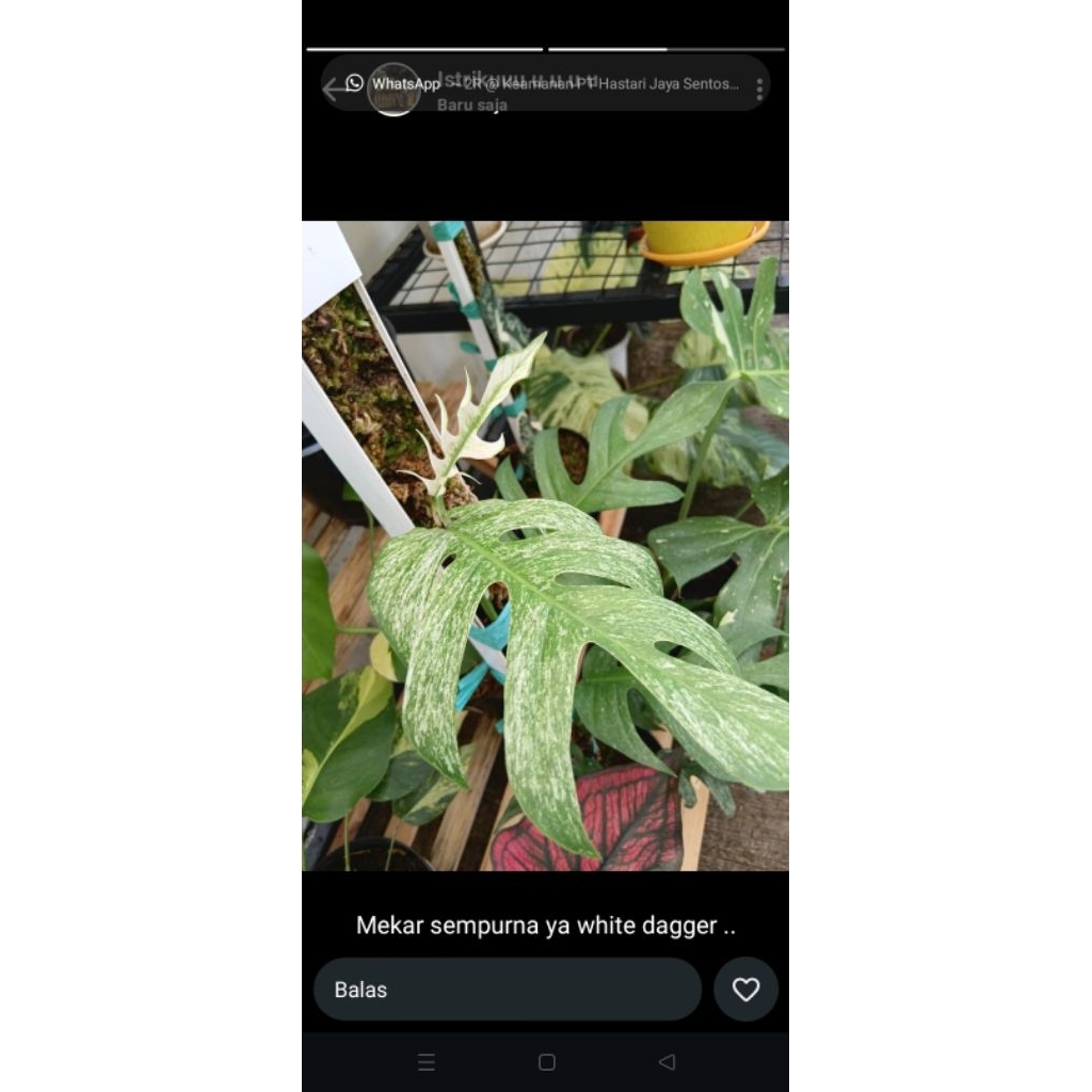 Philo Dragon Variegata