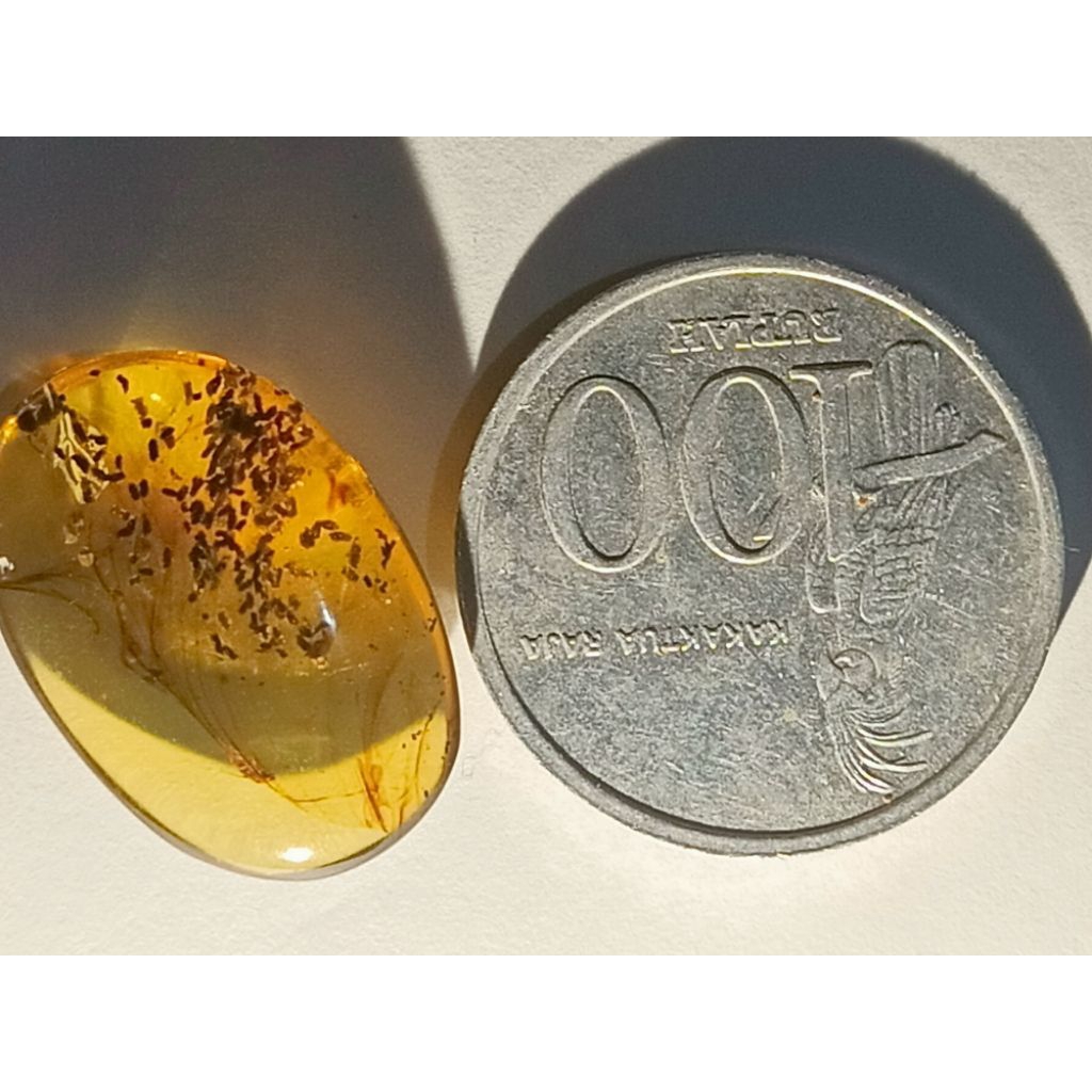 AMBER INCLUSION AMBER ORIGINAL