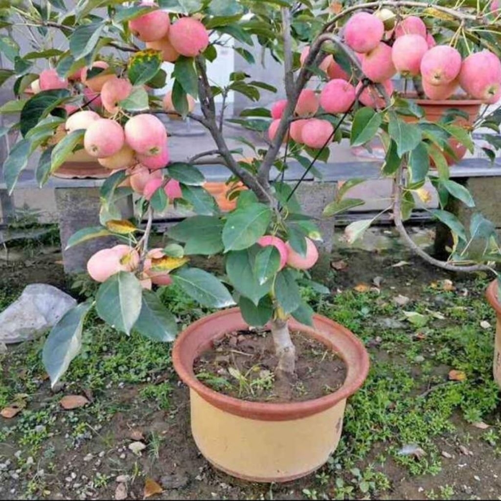 

BIBIT APEL MERAH/APEL ANNA (CANGKOK) 100%VALID