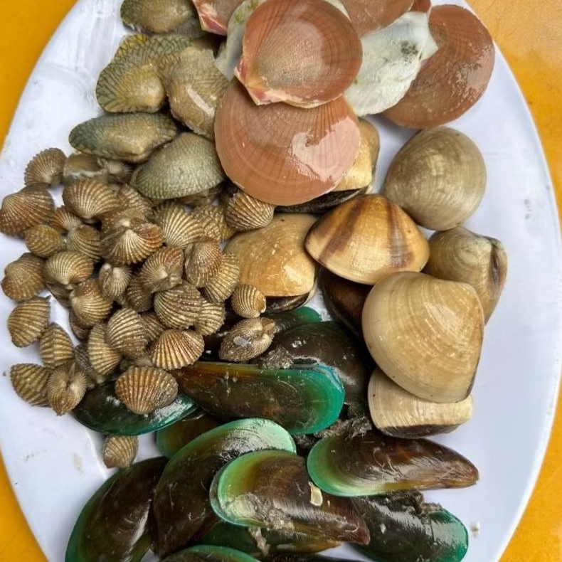 

KERANG MIX 5 MACAM 1 KG