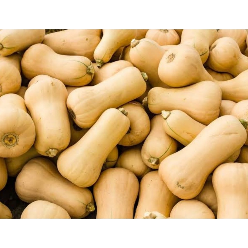 

labu bautternut pumpkin