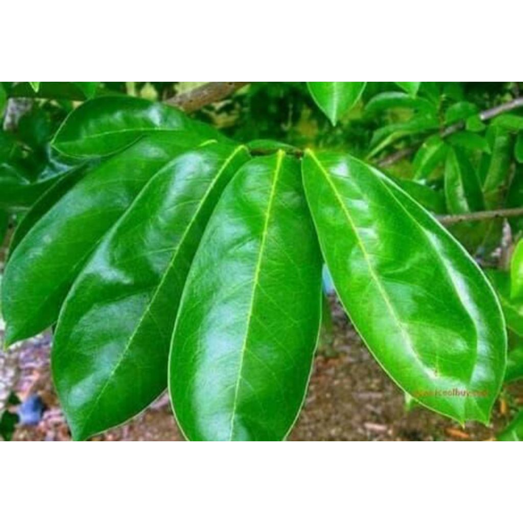 

Daun Sirsak Segar isi 50 lembar