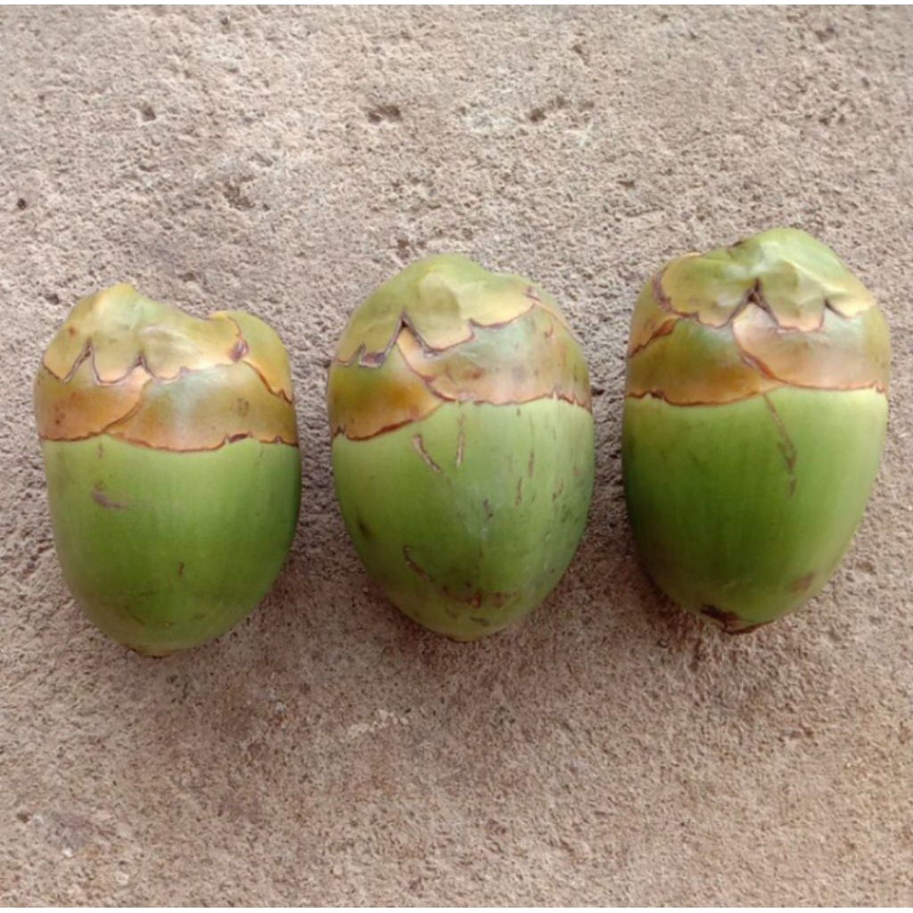 

Beluluk/Baruluk Beluluk kelapa kecil muda fresh 1 kg