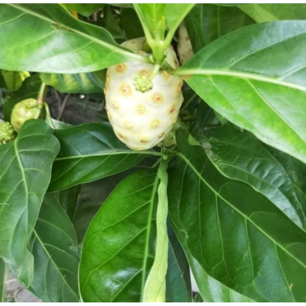 

Daun mengkudu/daun pace segar untuk herbal 200 gram