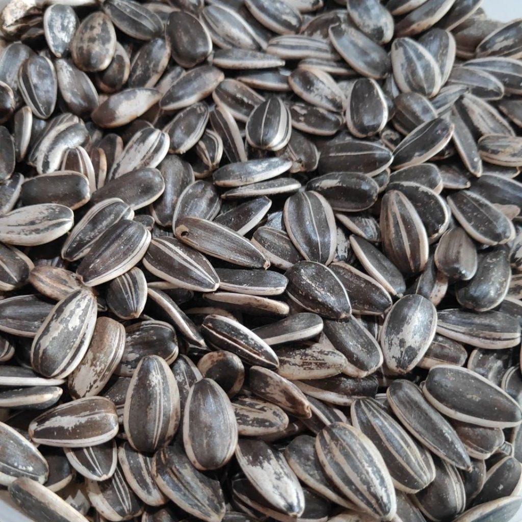 

1 Kg Biji kuwaci matahari besar