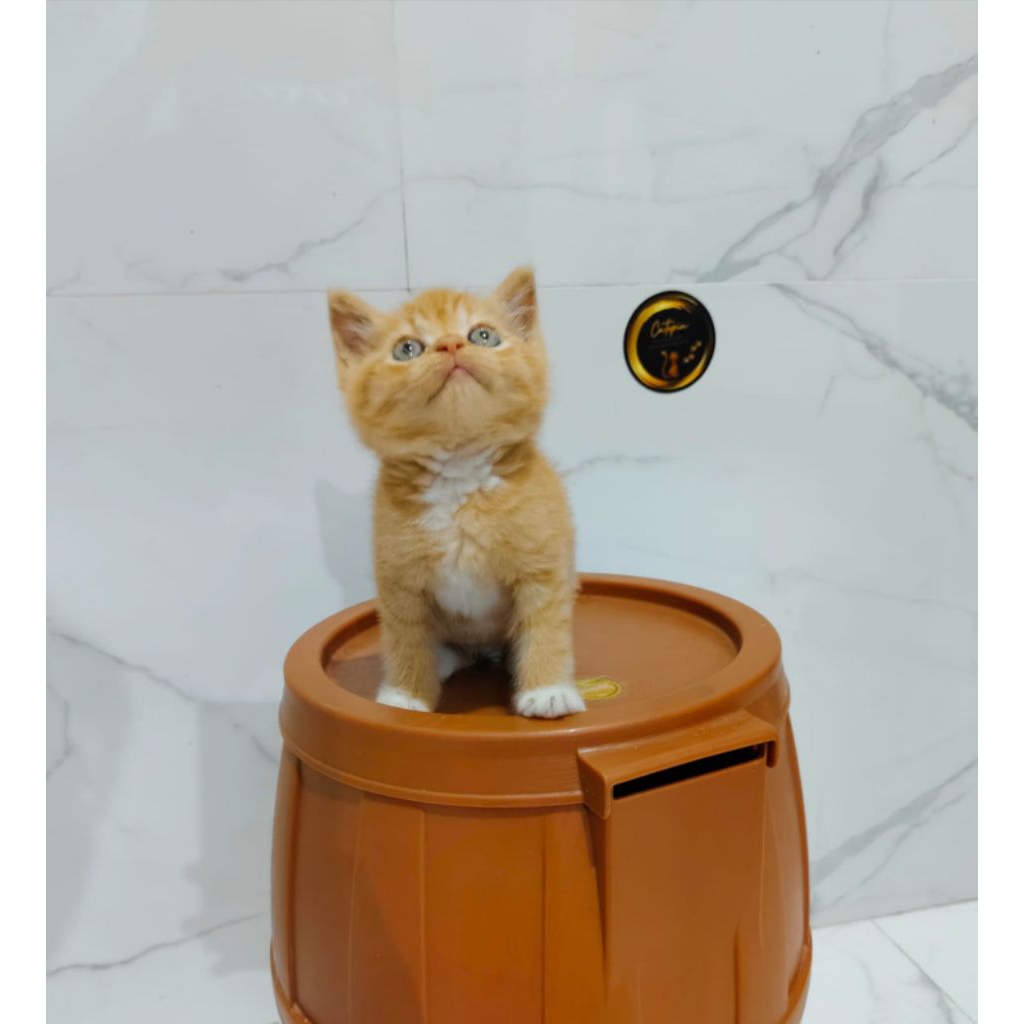 kucing shorthair Oren putih