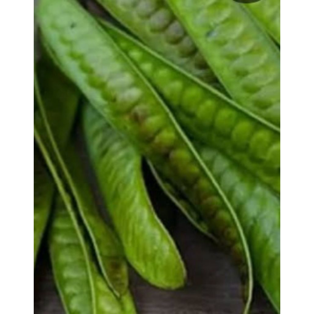

Jual pete cina tua atau yang mudanya segar organik 250 g