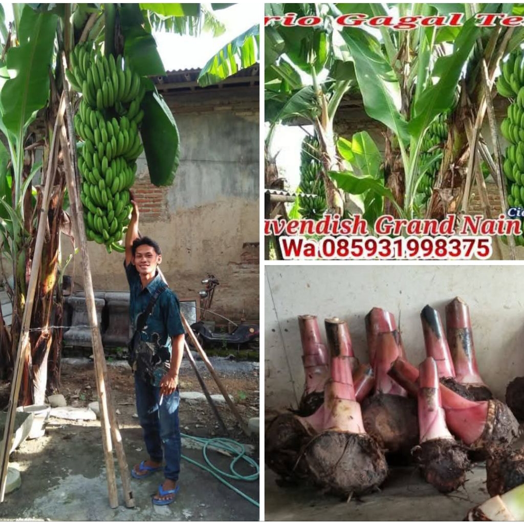 paket 1koli bibit pisang cavendish grand nain isi 70tunas
