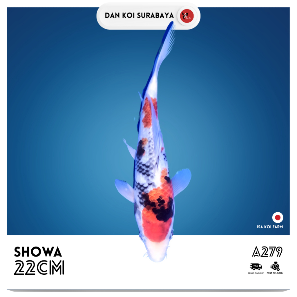 Ikan Koi Import Showa (Isa Koi Farm) Kode A279