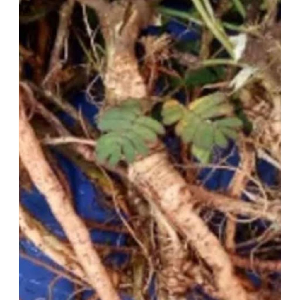 

Jual akar rumput putri malu segar organik 1 kg