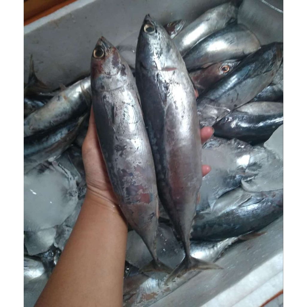 

Ikan Tongkol Perkg