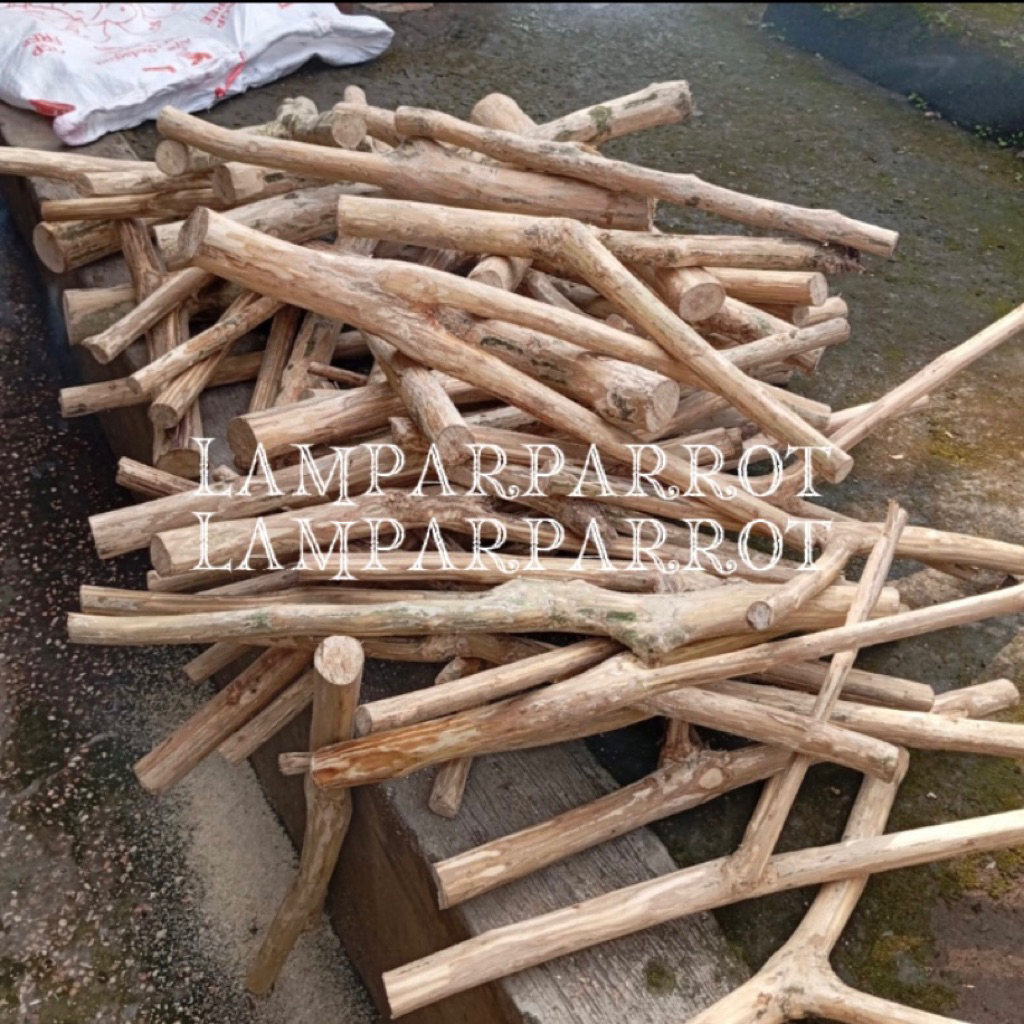 Tangkringan Burung Kayu Kopi Cabang Pendek