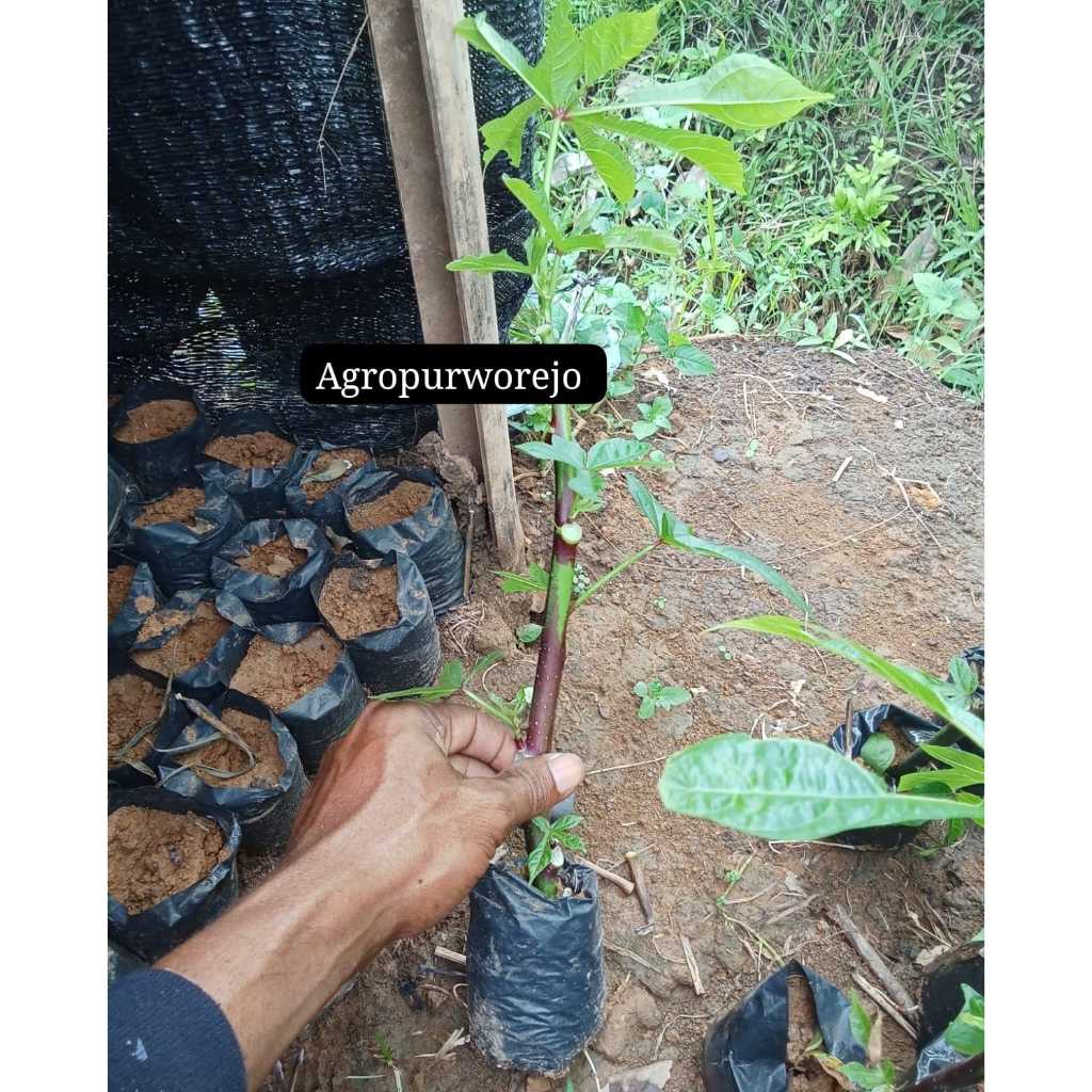 Bibit Tanaman Ketela Papua / Telo Papua / Singkong papua