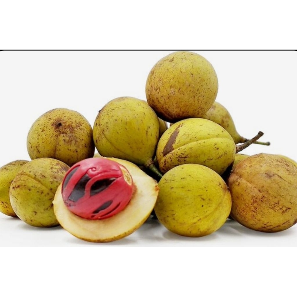 

buah pala muda.tua/bahan manisan