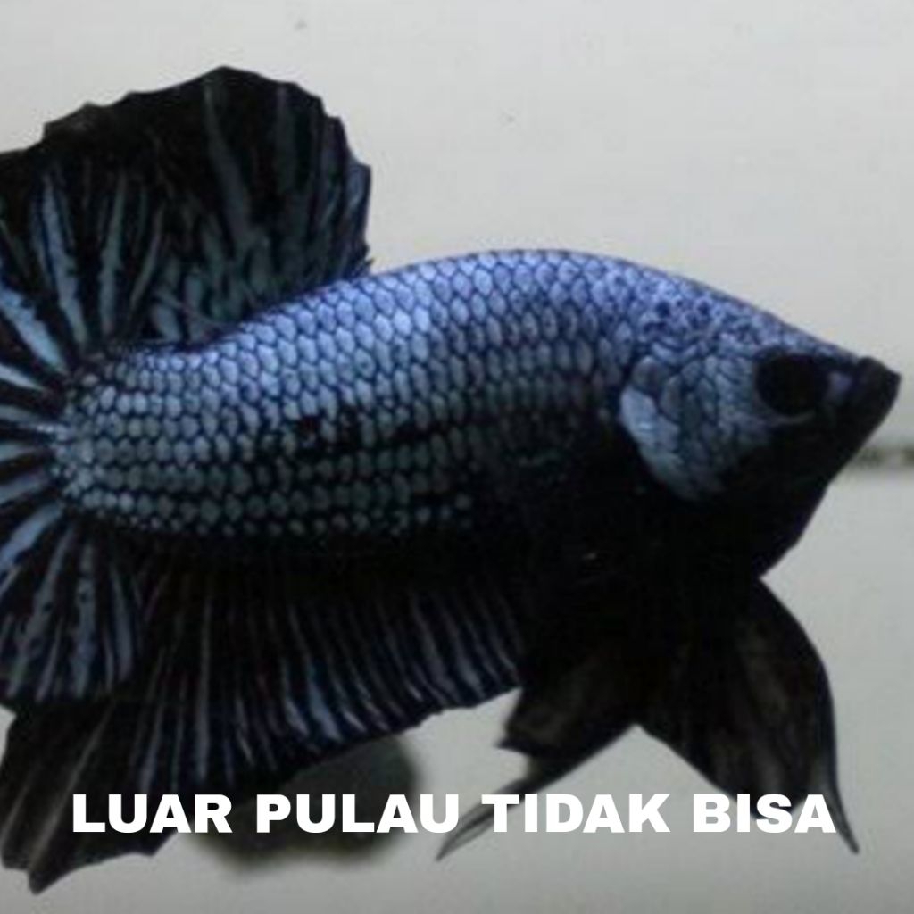 kebutuhan aquarium cupang plakat dragon bergaransi
