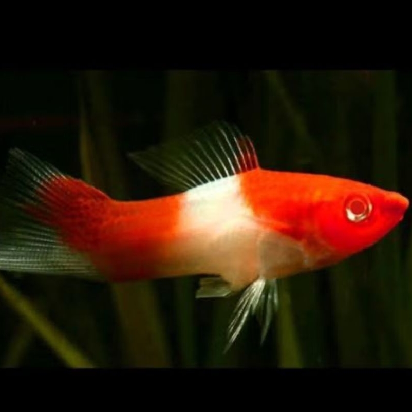 platy coral dekorasi aquarium
