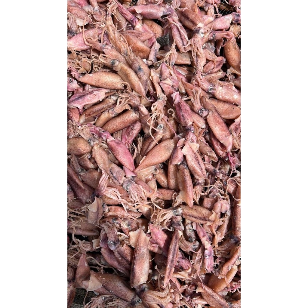 

Baby cumi kering/baby cumi asin/lezat