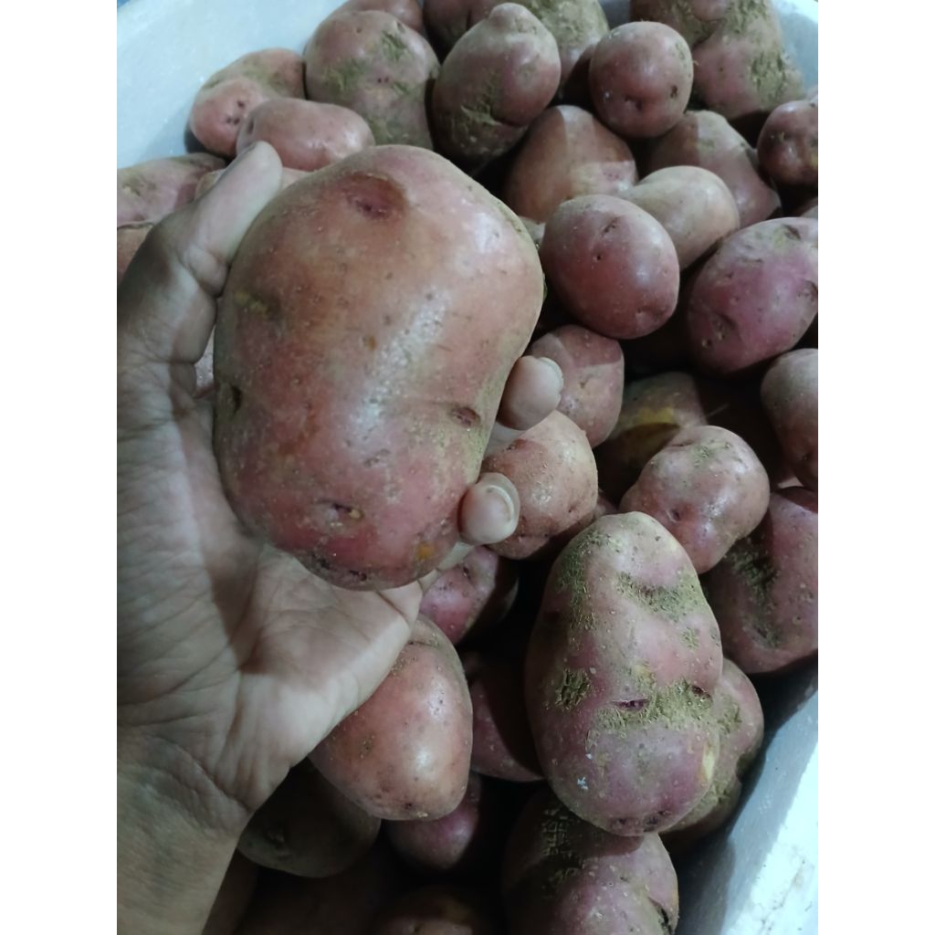 

KENTANG MERAH SUPER FRESH 1KG