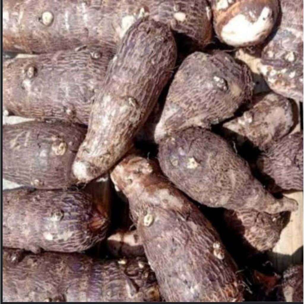 

Umbi Talas Kimpul, Talas Pulen 1kg