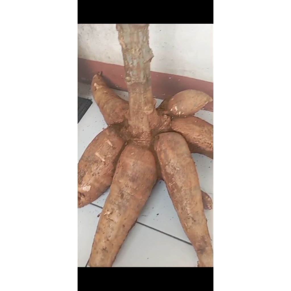 

singkong mentega harga per 1 kg