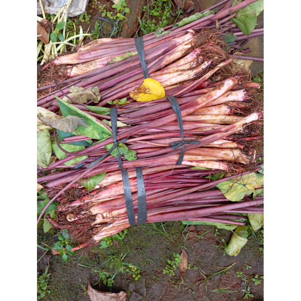 bibit talas bentul/Bogor isi 50