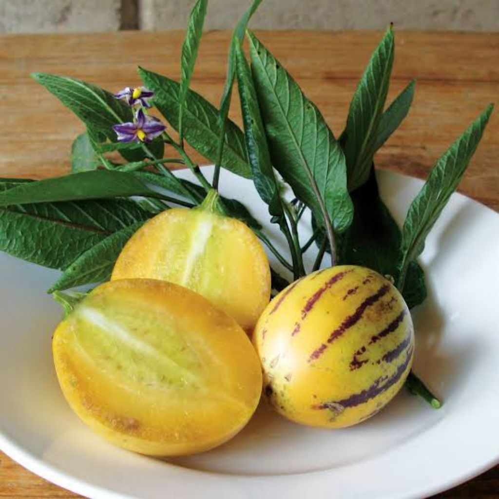 

buah pepino per biji