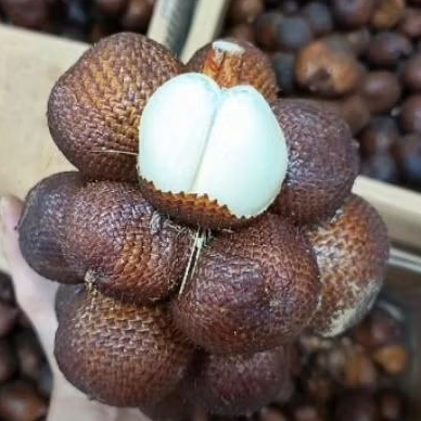 

Buah salak gula pasir segar manis cruncy 1 kg