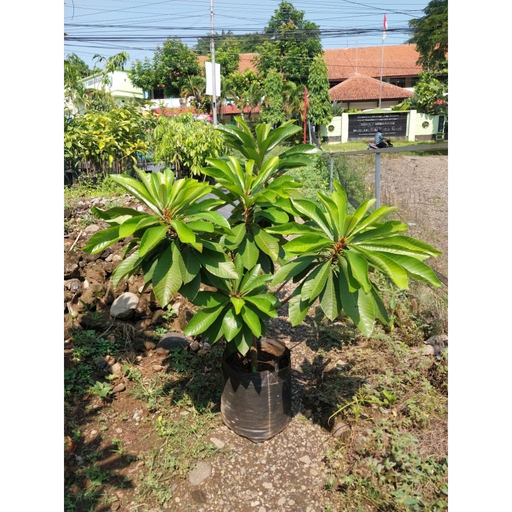 mamey sapote keywest buah bulat