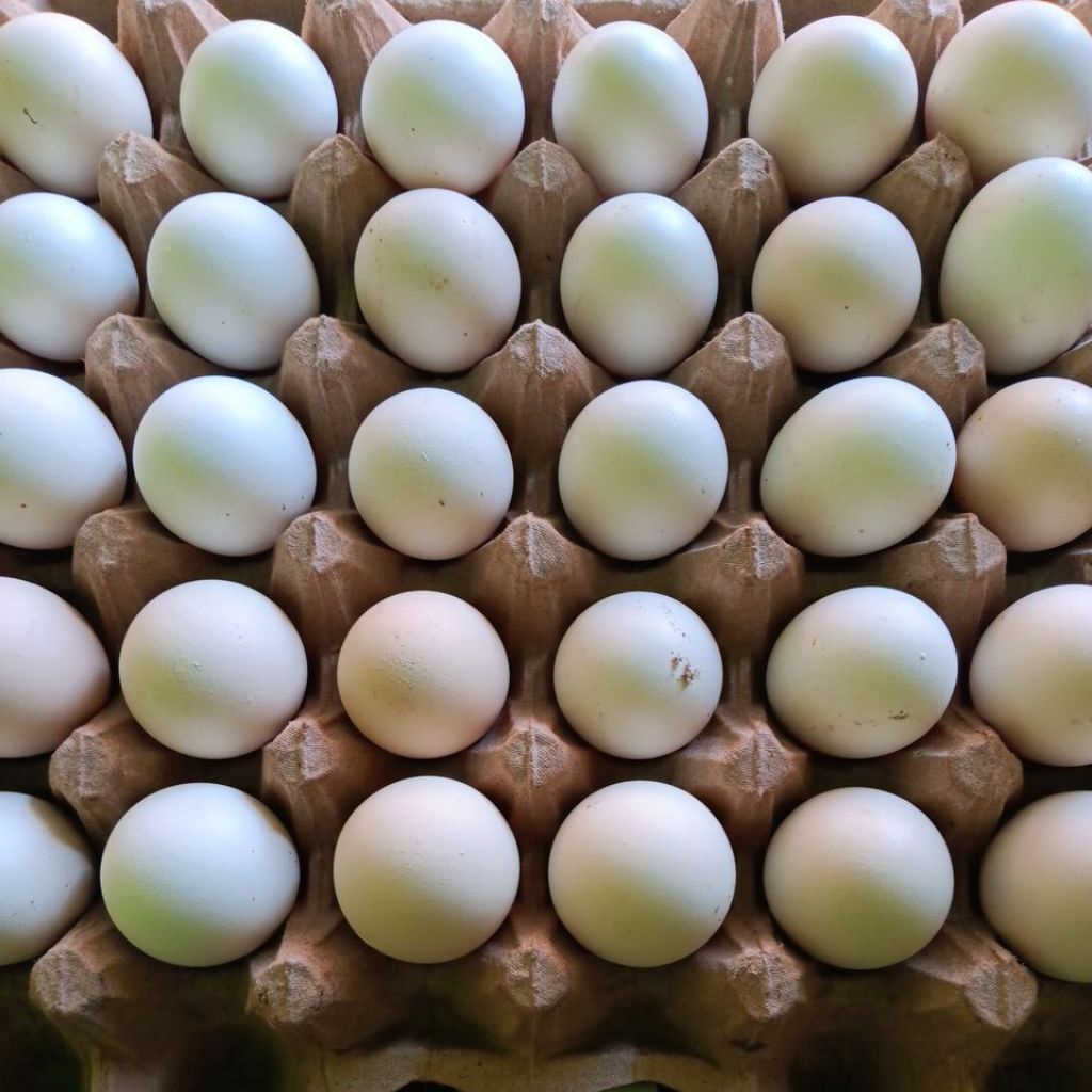 

telur ayam kampung omega