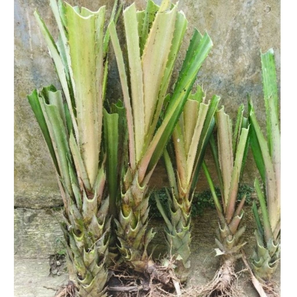 Bibit nanas merah bibit nanas hutan per 2 bibit-az