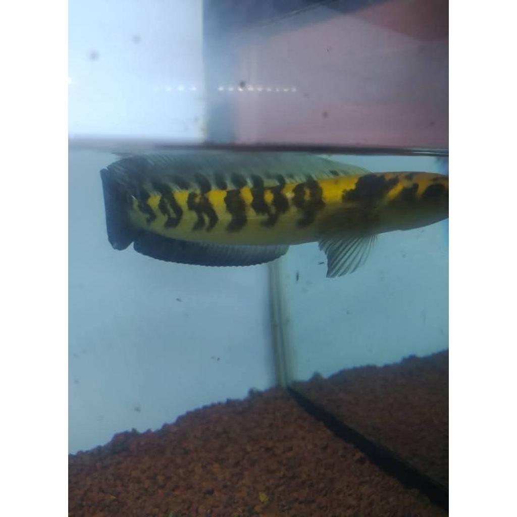 

air ys/maru yellow sentarum flering nya jossse