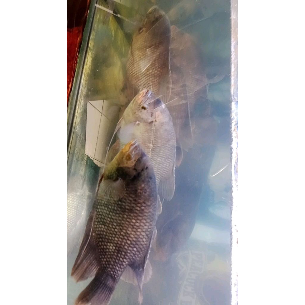 

ikan gurame hidup timbangan per kilo isi 2-3 ekor