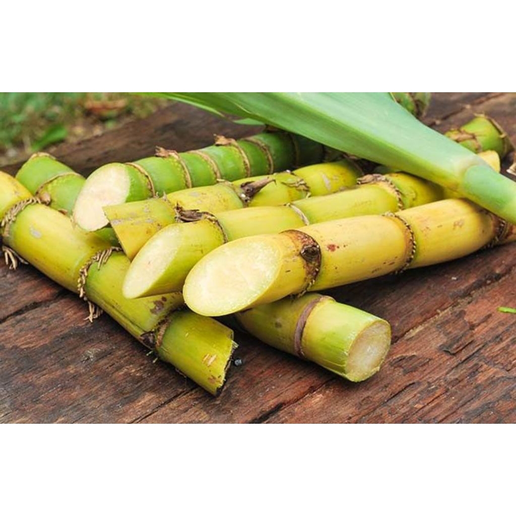 

Tebu kuning segar per1kg bisa untuk bibit