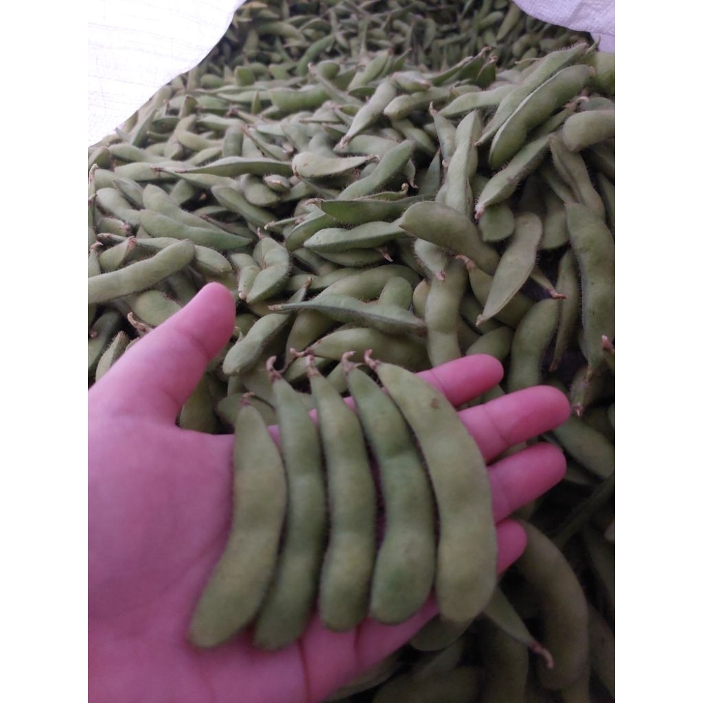 

kacang edamame fresh padang berkualitas, camilan sehat 1kg