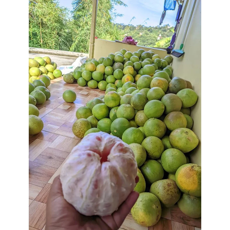 

Buah Jeruk Pamelo Madu Fresh