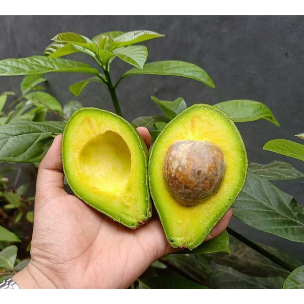 

Alpukat Mentega Lampung / Jawa Tengah