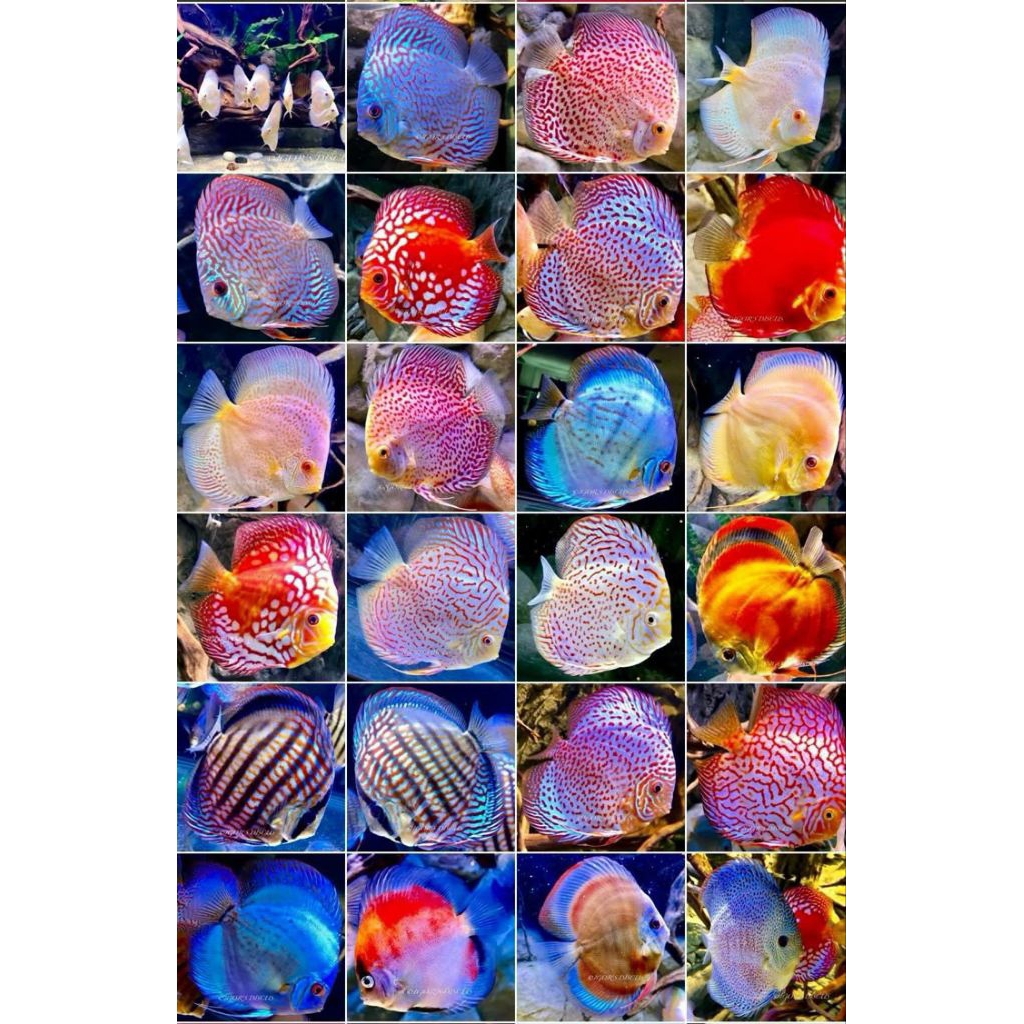 DISCUS 3 EKOR 2INC JENIS VARIAN MIX