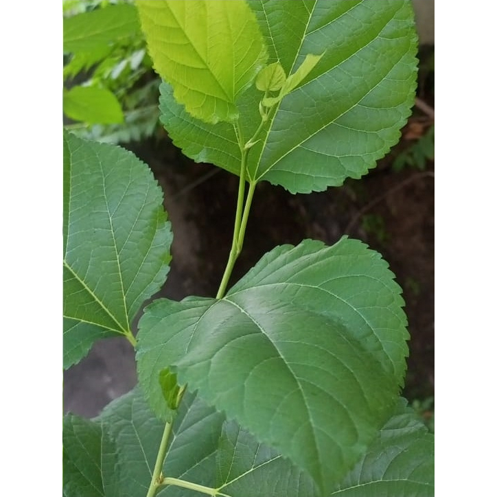 

Daun Murbei Kering Premium – Herbal Alami Pilihan