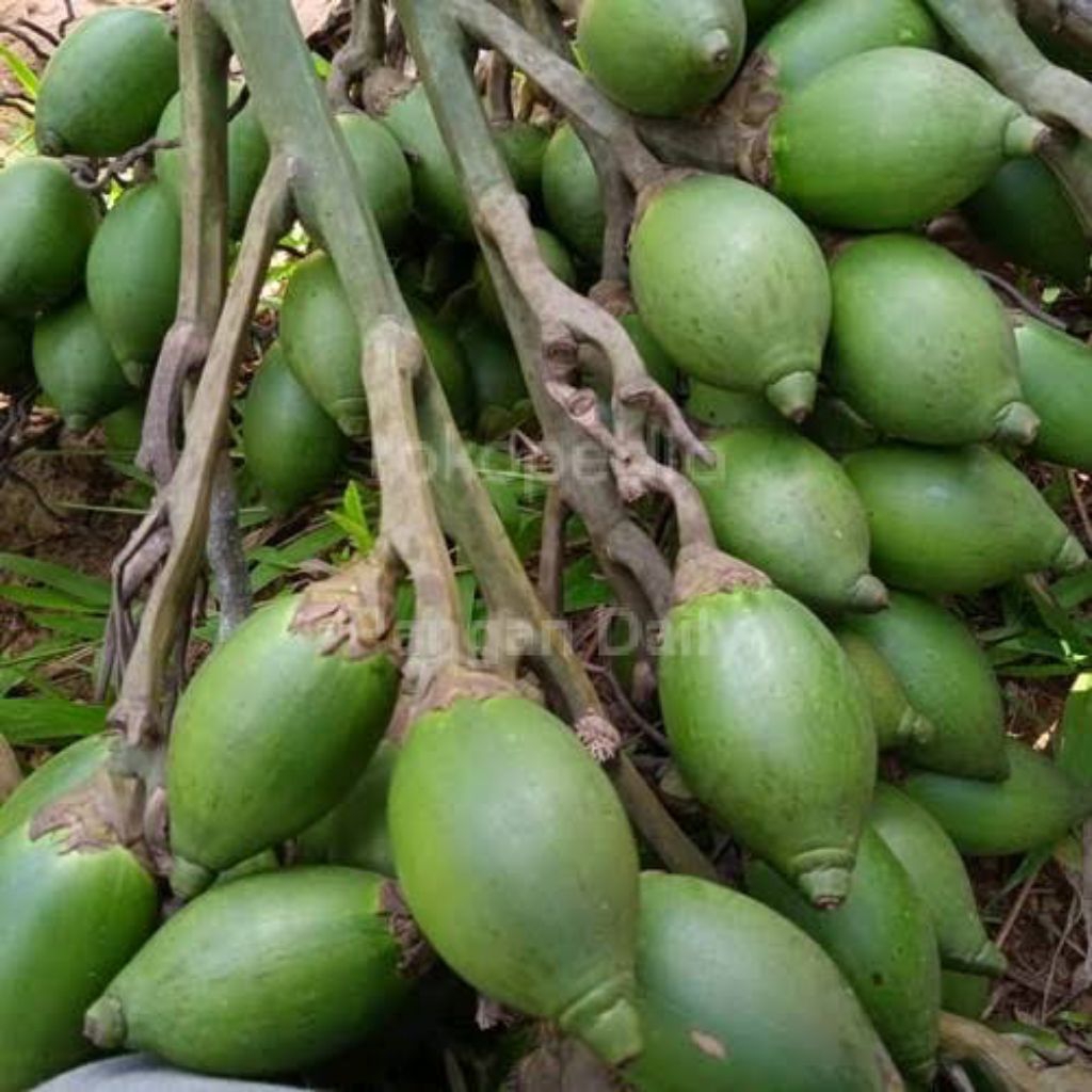 

10 biji buah Pinang muda segar fresh COD